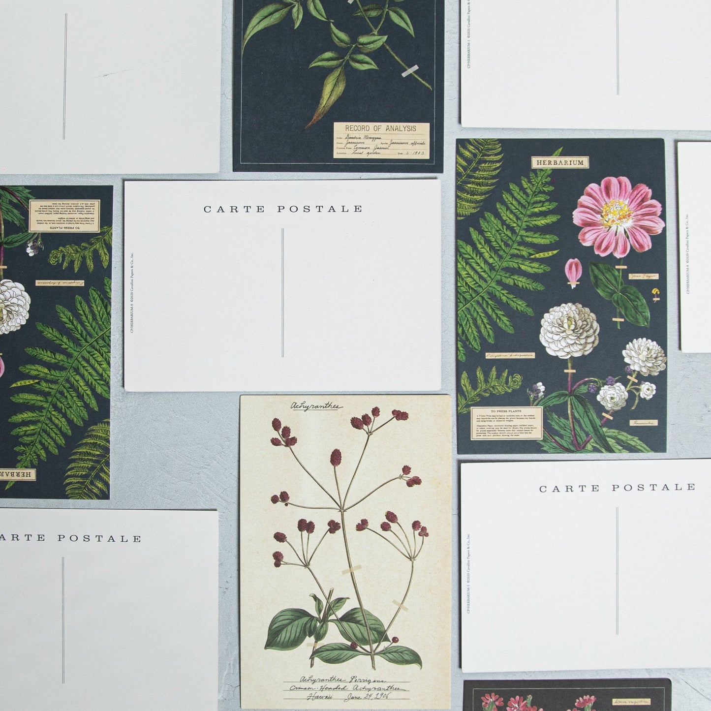 Vintage Herbarium Postcards